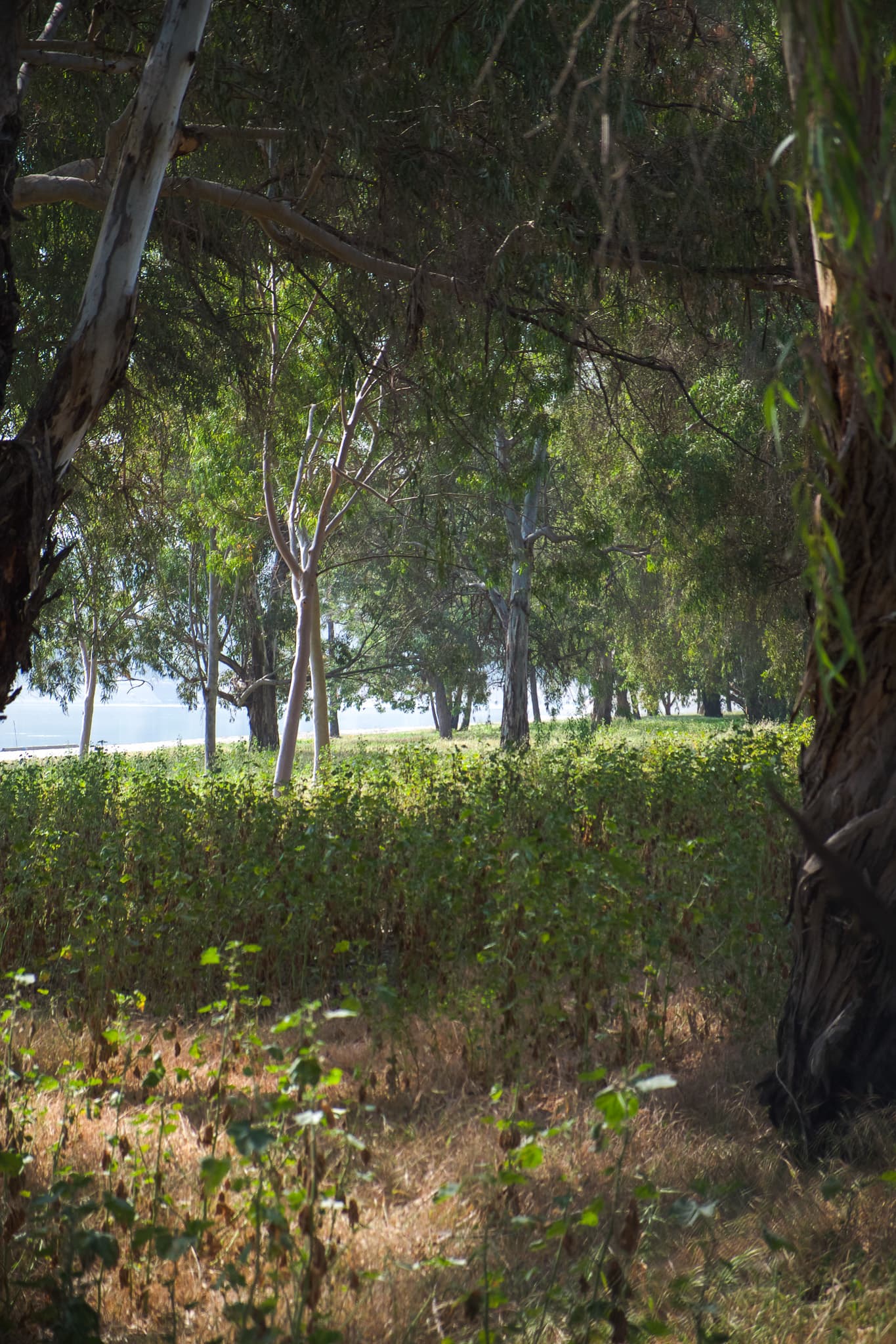 Silver Lake Reservoirs Vision Plan
