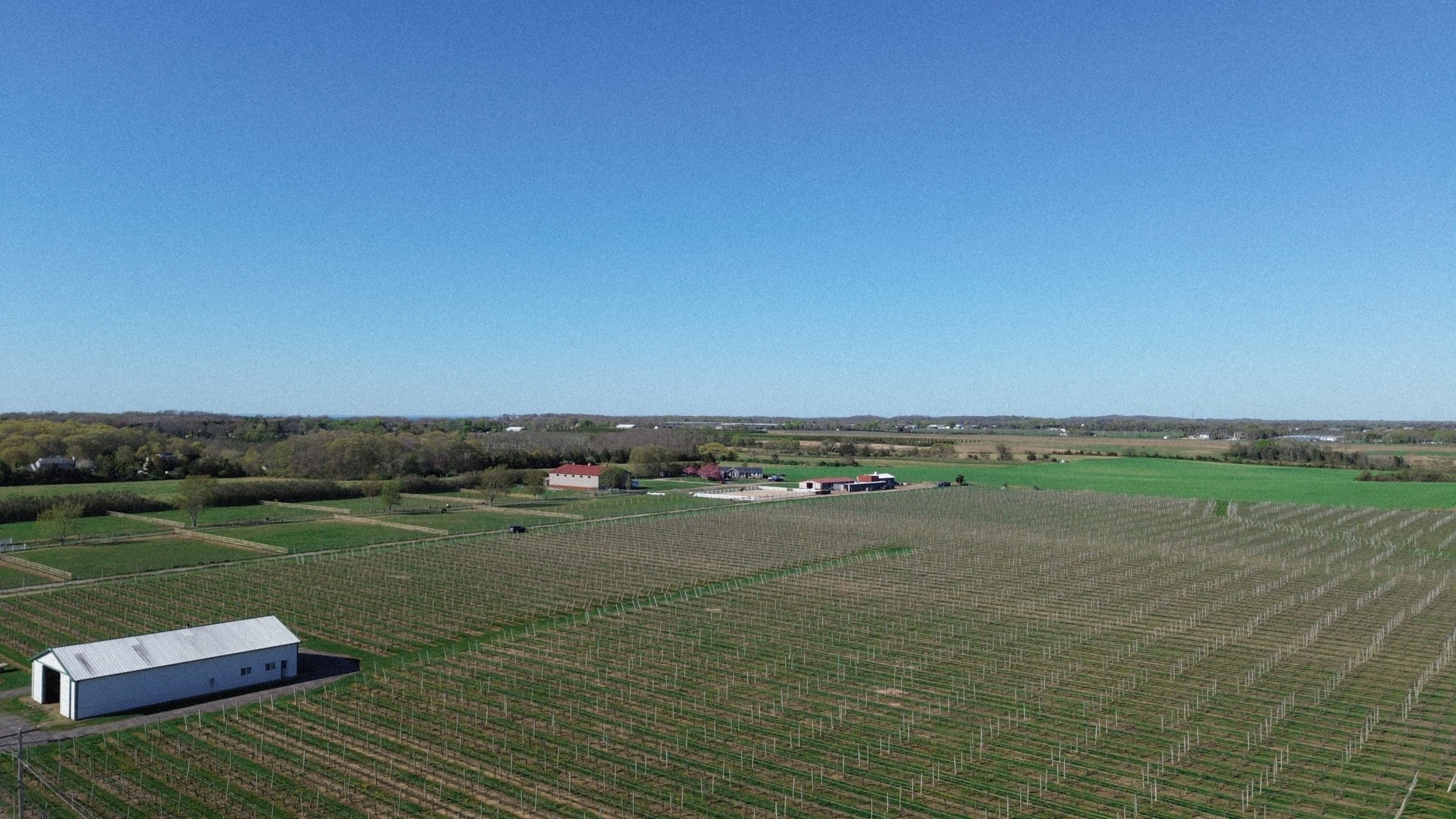 THEO Vineyard